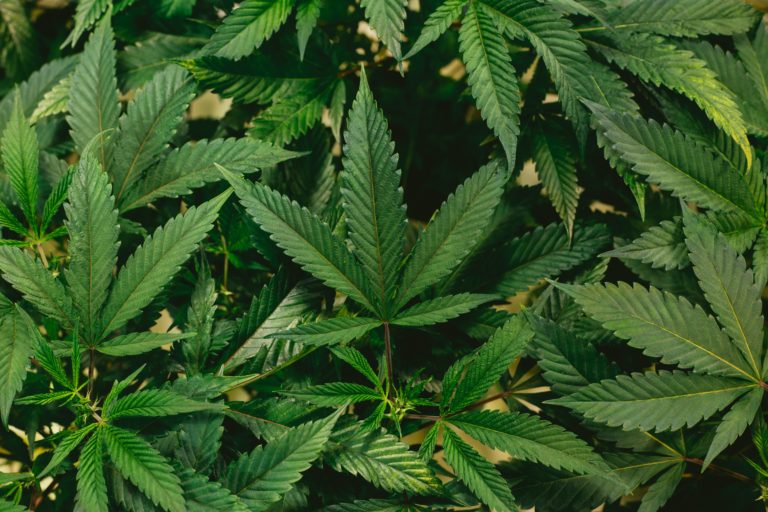 Why Is There So Much Confusion Between Hemp and Marijuana?