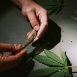 medical cannabis ohio